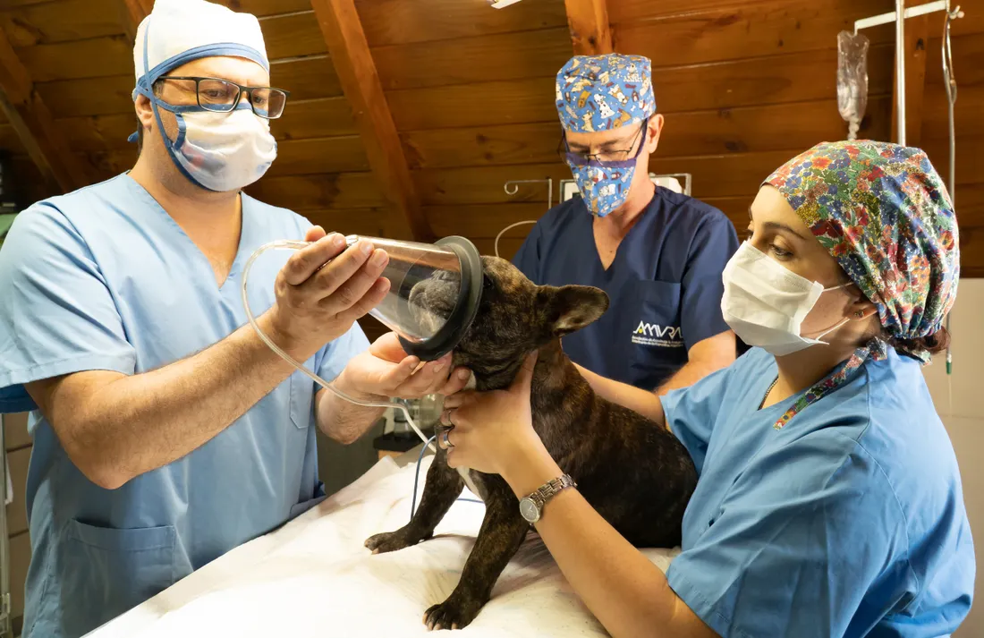 Vétérinaire : quelle responsabilité civile professionnelle choisir ? 2 Courtier Assurances et Financements Rennes Équipe vétérinaire préparant un chien pour une anesthésie, risque de complication chirurgicale couvert par la RC Pro